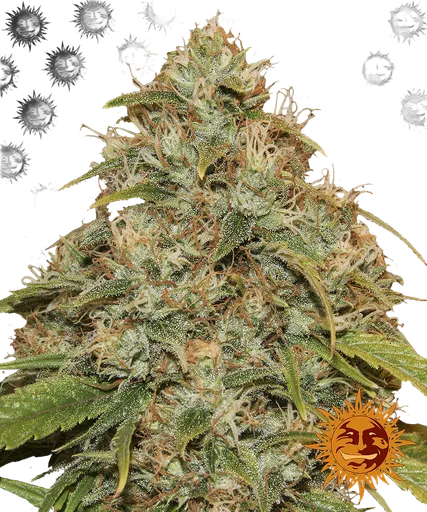 Lemon Potion CBD | AUTOFEM | Barneys Farm