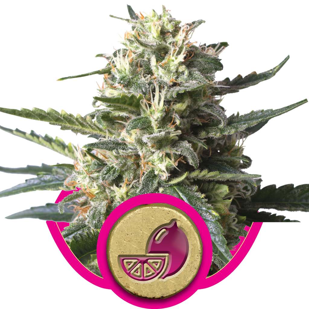 Lemon Shining Silver Haze | PHOTOFEM | Royal Queen Seeds