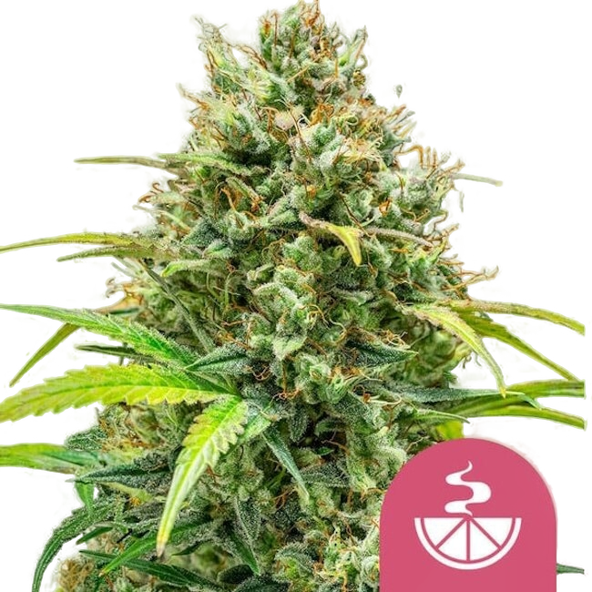 Lemon Skunk | PHOTOFEM | Royal Queen Seeds