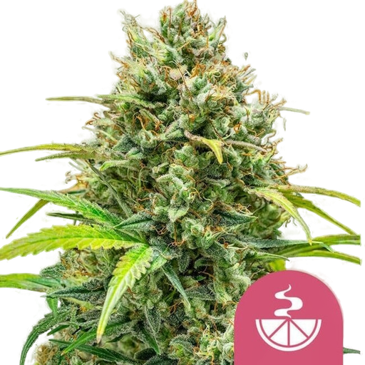 Lemon Skunk | PHOTOFEM | Royal Queen Seeds