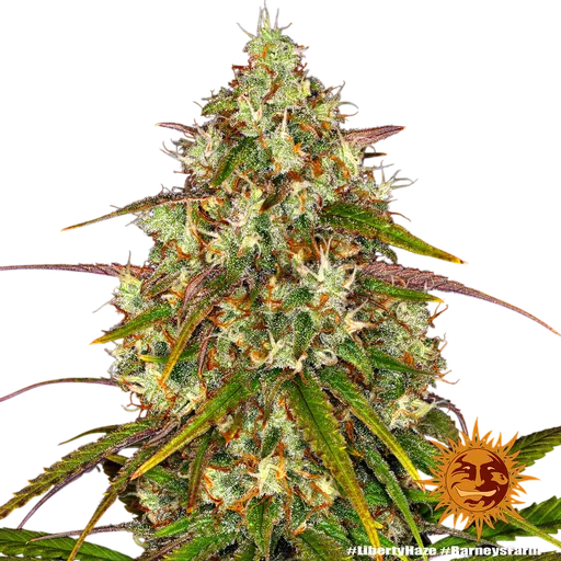 Liberty Haze | PHOTOFEM | Barneys Farm