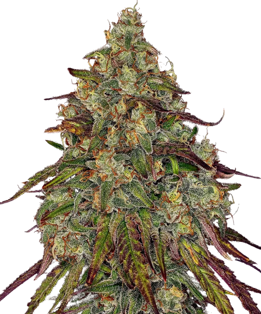 Amnesia Lemon | PHOTOFEM | Barneys Farm