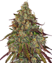 Amnesia Lemon | PHOTOFEM | Barneys Farm