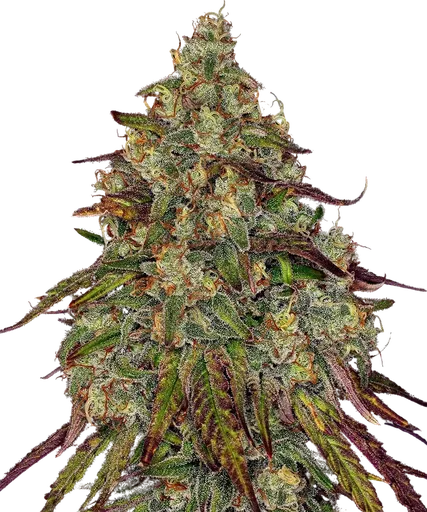 Amnesia Lemon | PHOTOFEM | Barneys Farm