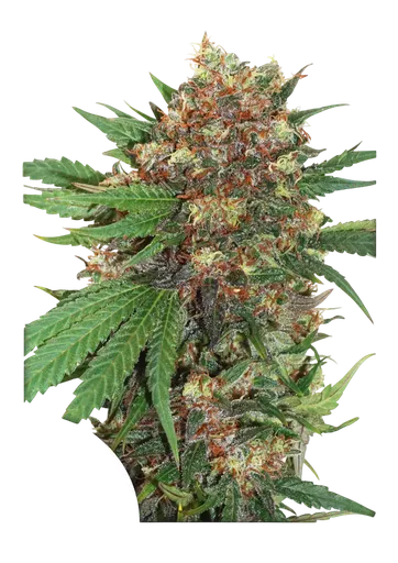 Master Kush | PHOTOFEM | Dutch Passion