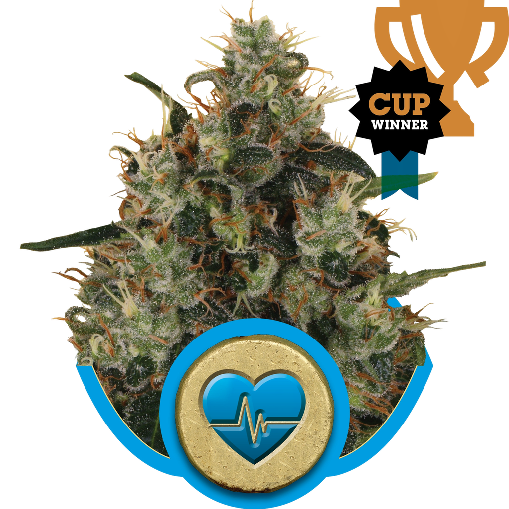 Medical Mass CBD | PHOTOFEM | Royal Queen Seeds