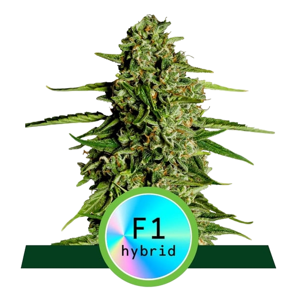 Medusa F1 | AUTOFEM | Royal Queen Seeds