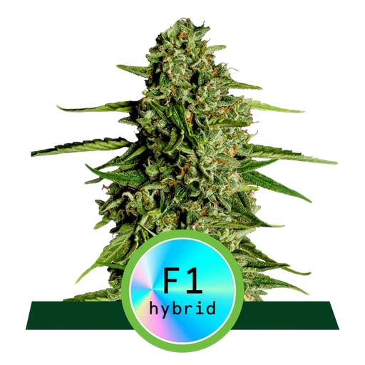 Medusa F1 | AUTOFEM | Royal Queen Seeds