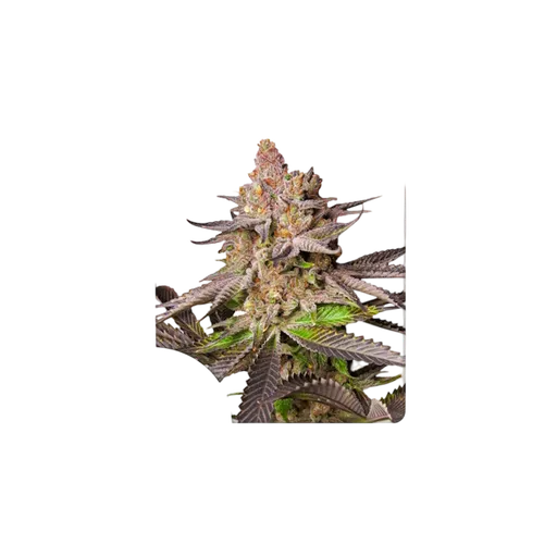 Melonade Runtz | PHOTOFEM | Dutch Passion