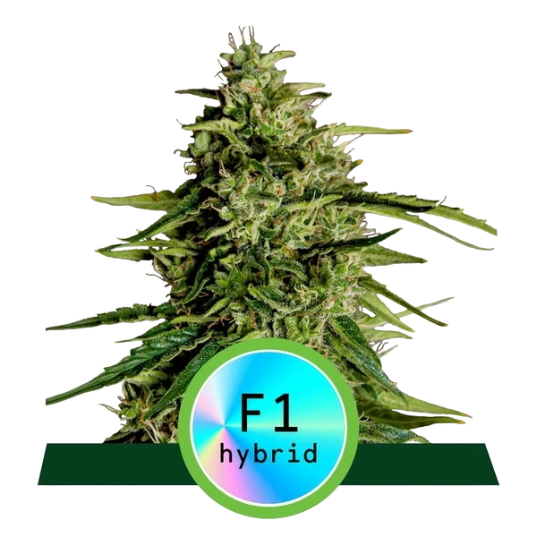 Milky Way F1 | AUTOFEM | Royal Queen Seeds