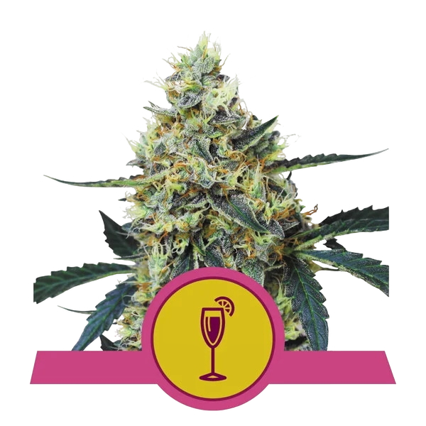 Mimosa | PHOTOFEM | Royal Queen Seeds