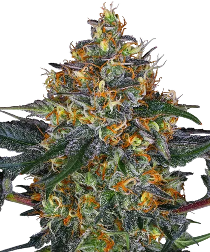 Moby Dick Auto | AUTOFEM | Barneys Farm