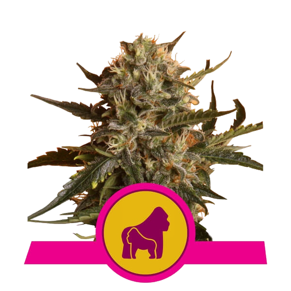 Mother Gorilla (formerly Royal Madre) | PHOTOFEM | Royal Queen Seeds