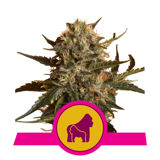 Mother Gorilla (formerly Royal Madre) | PHOTOFEM | Royal Queen Seeds