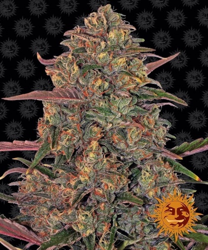 Pineapple Chunk | PHOTOFEM | Barneys Farm