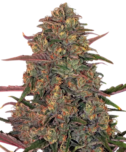 Pineapple Chunk | PHOTOFEM | Barneys Farm