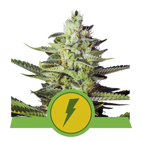 North Thunderfuck | AUTOFEM | Royal Queen Seeds