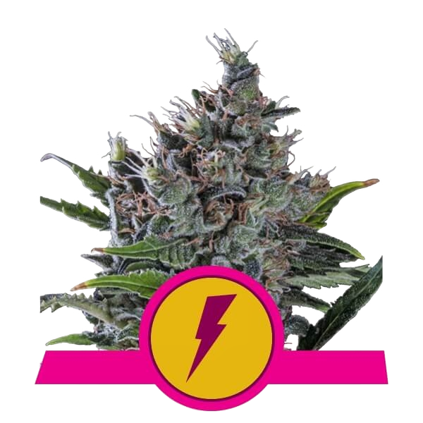 North Thunderfuck | PHOTOFEM | Royal Queen Seeds
