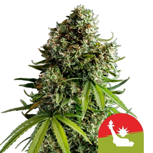 NYC Sour D | AUTOFEM | Royal Queen Seeds
