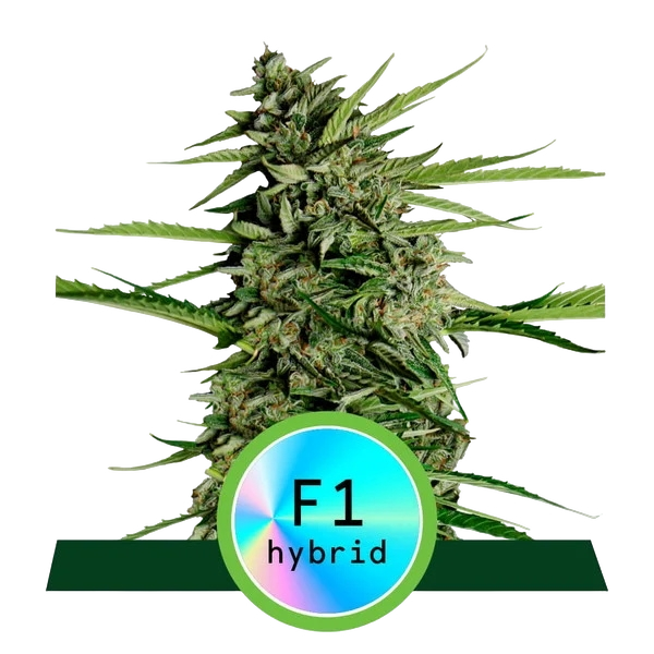 Orion F1 | AUTOFEM | Royal Queen Seeds
