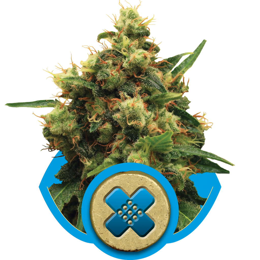 Painkiller XL CBD | PHOTOFEM | Royal Queen Seeds