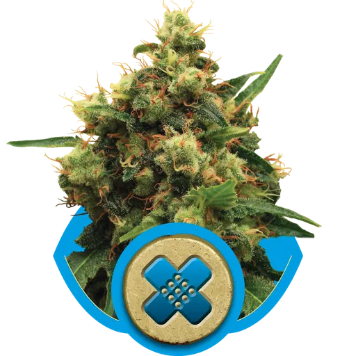 Painkiller XL CBD | PHOTOFEM | Royal Queen Seeds