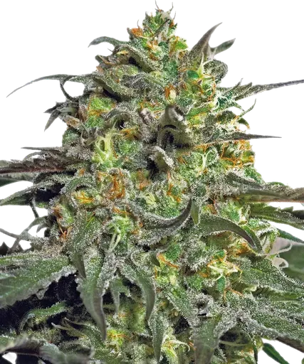 Peyote Cookies | PHOTOFEM | Barneys Farm