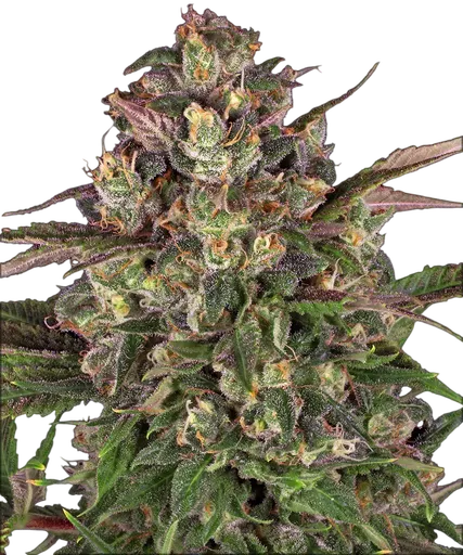 Peyote Critical | PHOTOFEM | Barneys Farm