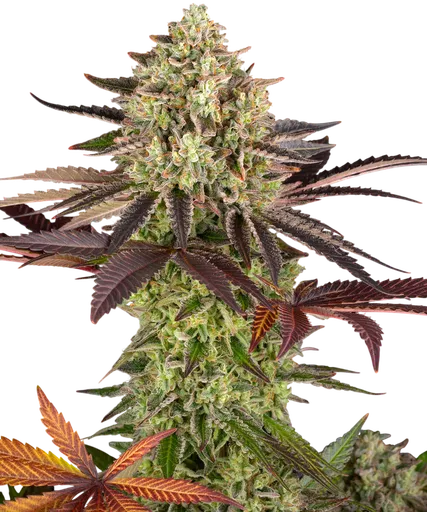 Apple Fritter | PHOTOFEM | Barneys Farm