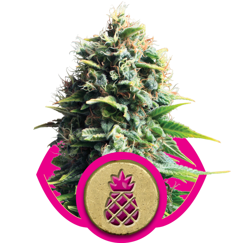 Pineapple Kush | PHOTOFEM | Royal Queen Seeds