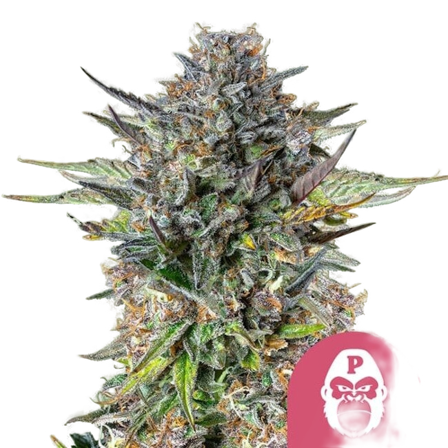 Pink Gorilla | PHOTOFEM | Royal Queen Seeds