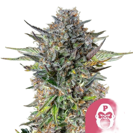 Pink Gorilla | PHOTOFEM | Royal Queen Seeds