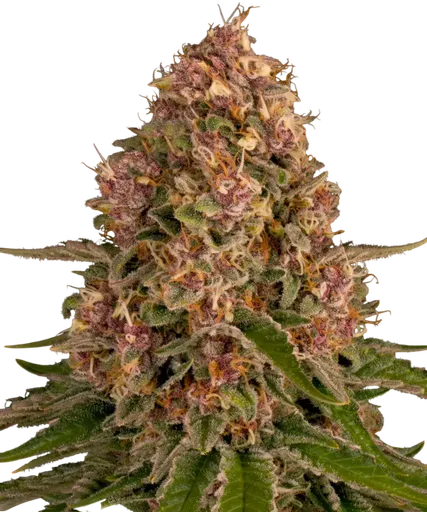 Pink Kush | PHOTOFEM | Barneys Farm