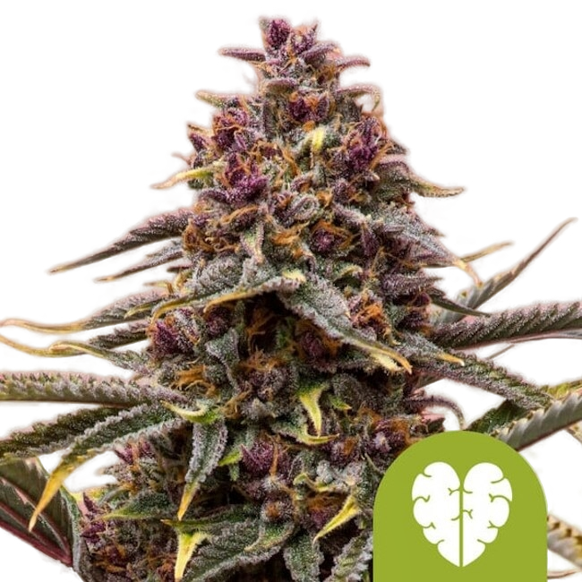 Pink Mist | AUTOFEM | Royal Queen Seeds