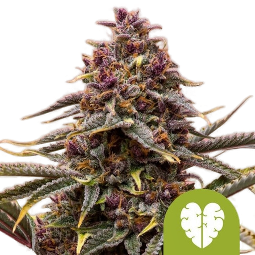Pink Mist | AUTOFEM | Royal Queen Seeds
