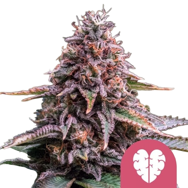 Pink Mist | PHOTOFEM | Royal Queen Seeds