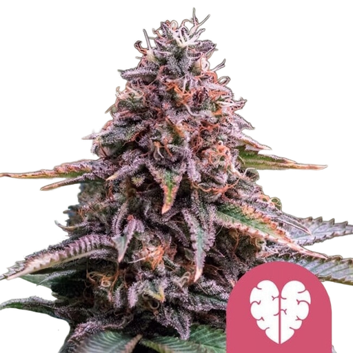 Pink Mist | PHOTOFEM | Royal Queen Seeds
