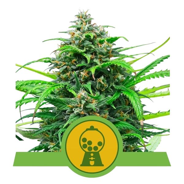 Pink Runtz | AUTOFEM | Royal Queen Seeds