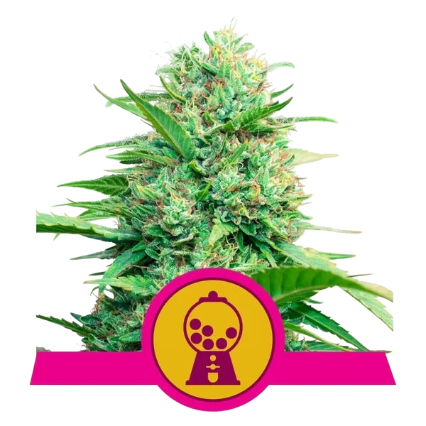 Pink Runtz | PHOTOFEM | Royal Queen Seeds