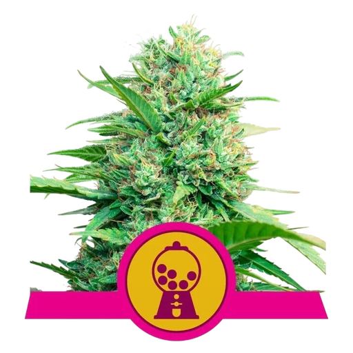 Pink Runtz | PHOTOFEM | Royal Queen Seeds