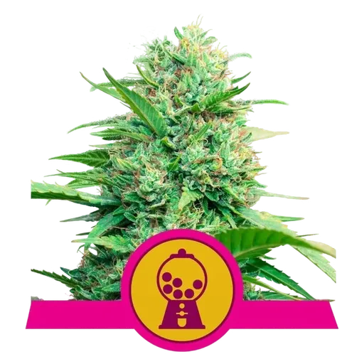 Pink Runtz | PHOTOFEM | Royal Queen Seeds
