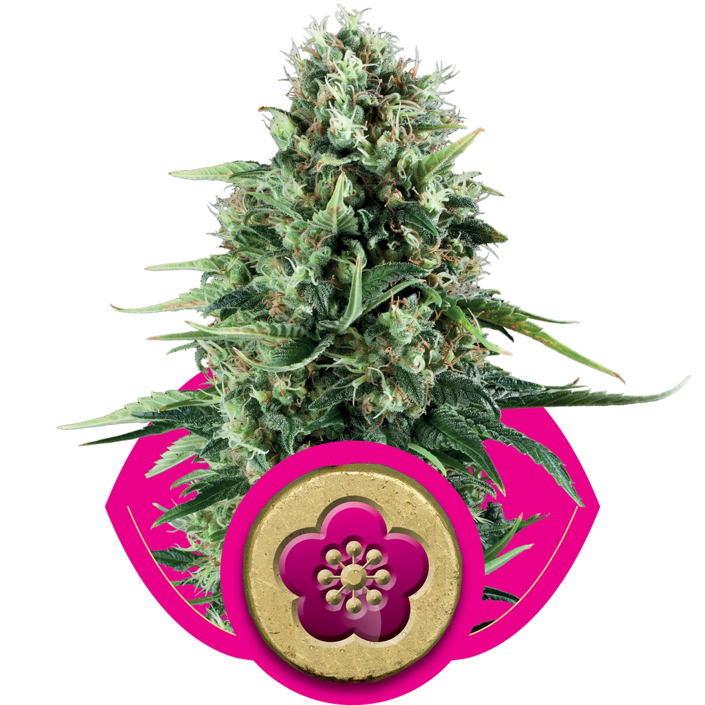 Power Flower | PHOTOFEM | Royal Queen Seeds