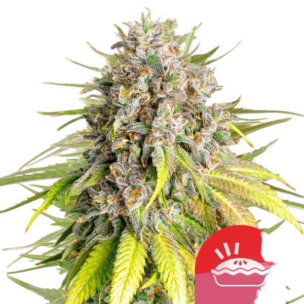 Punch Pie | PHOTOFEM | Royal Queen Seeds