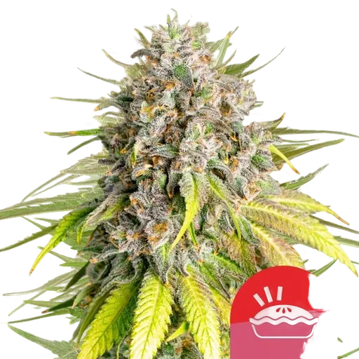 Punch Pie | PHOTOFEM | Royal Queen Seeds