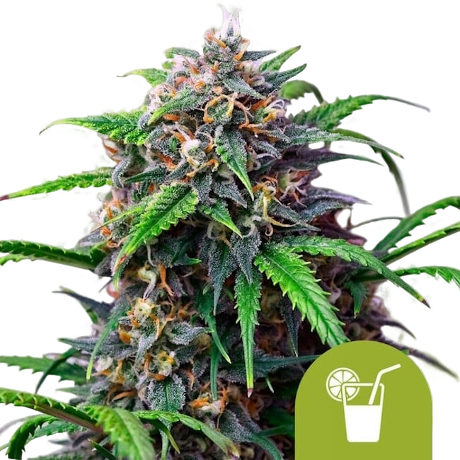 Purple Lemonade | AUTOFEM | Royal Queen Seeds