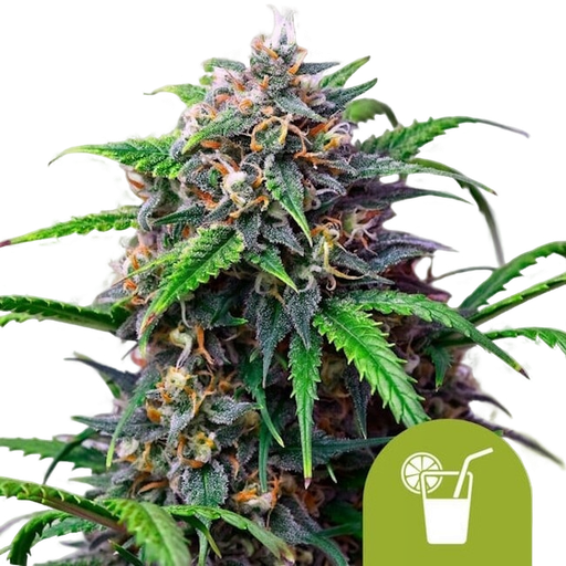 Purple Lemonade | AUTOFEM | Royal Queen Seeds