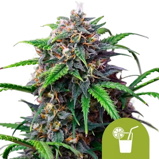 Purple Lemonade | AUTOFEM | Royal Queen Seeds