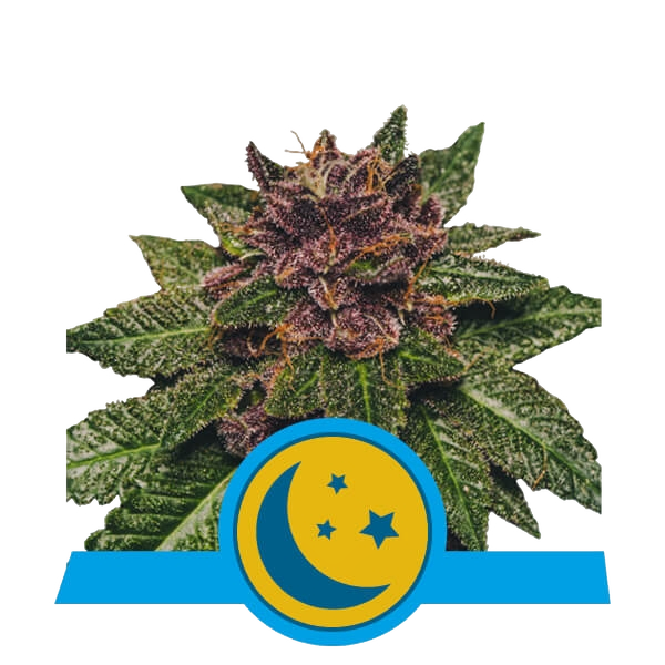 Purplematic CBD | AUTOFEM | Royal Queen Seeds