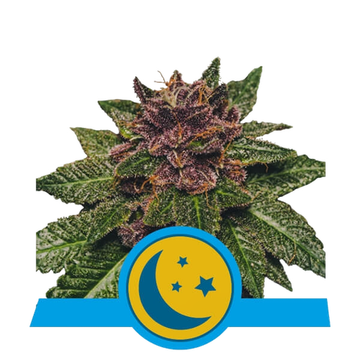 Purplematic CBD | AUTOFEM | Royal Queen Seeds