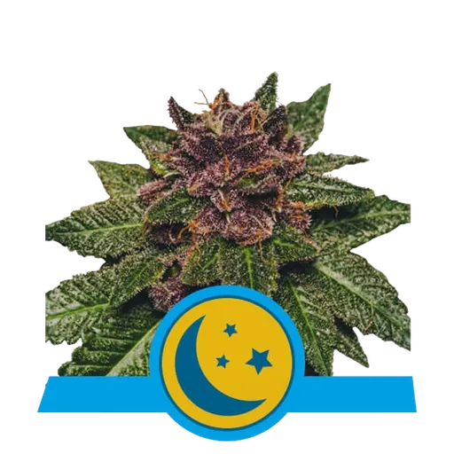 Purplematic CBD | AUTOFEM | Royal Queen Seeds